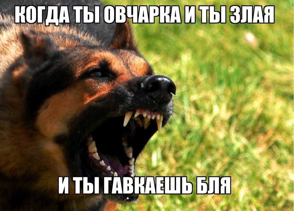 ТЫ! ОВЧАРКА И ТЫ ЗЛАЯ a 4 My Tbl ГАВКАЕШЬ NAS at