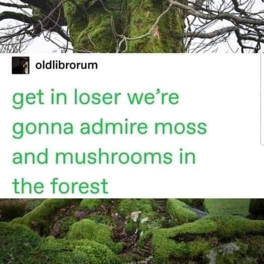 A oldiibrorum get in loser we're gonna admire moss and mushrooms in the forest