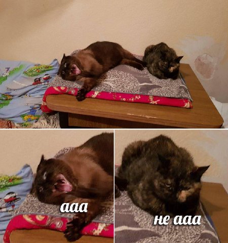 ааа не ааа