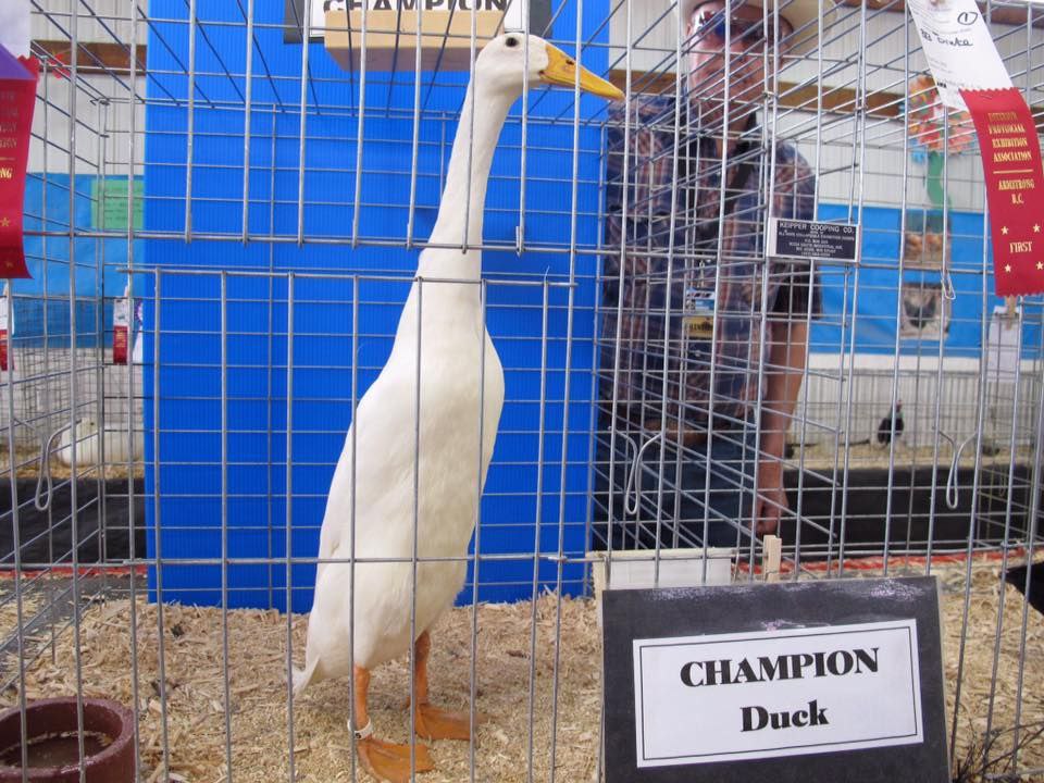 i То CHAMPION Duck
