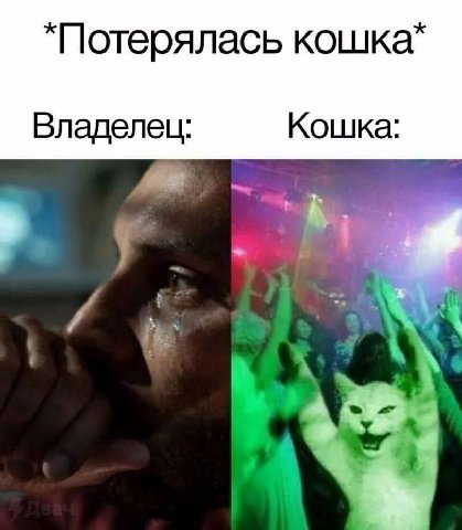 Владелец: Кошка: «a