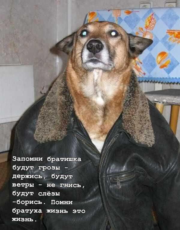 ral I 4 Запомни братишка будут грозы держись, будут ветры не гнись, будут слёзы -борись. Помни братуха жизнь это жизнь.