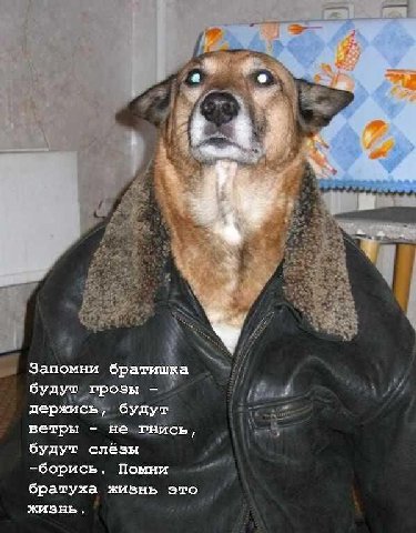 ral I 4 Запомни братишка будут грозы держись, будут ветры не гнись, будут слёзы -борись. Помни братуха жизнь это жизнь.