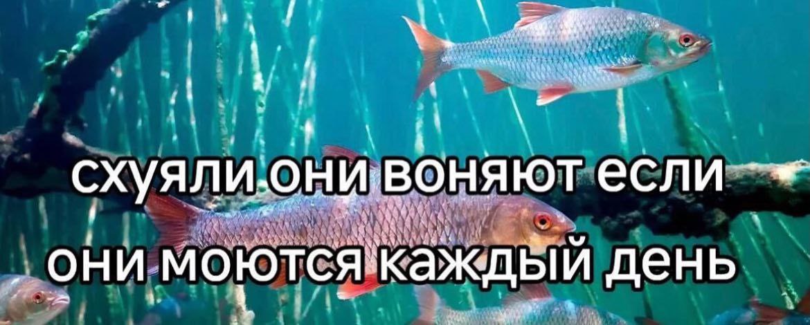 схуяли.они.воняют если они моютсякаждый