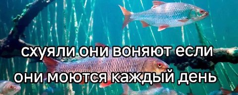 схуяли.они.воняют если они моютсякаждый