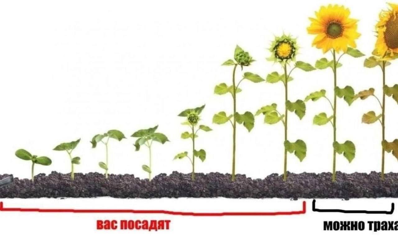 вас посадят можно трах.