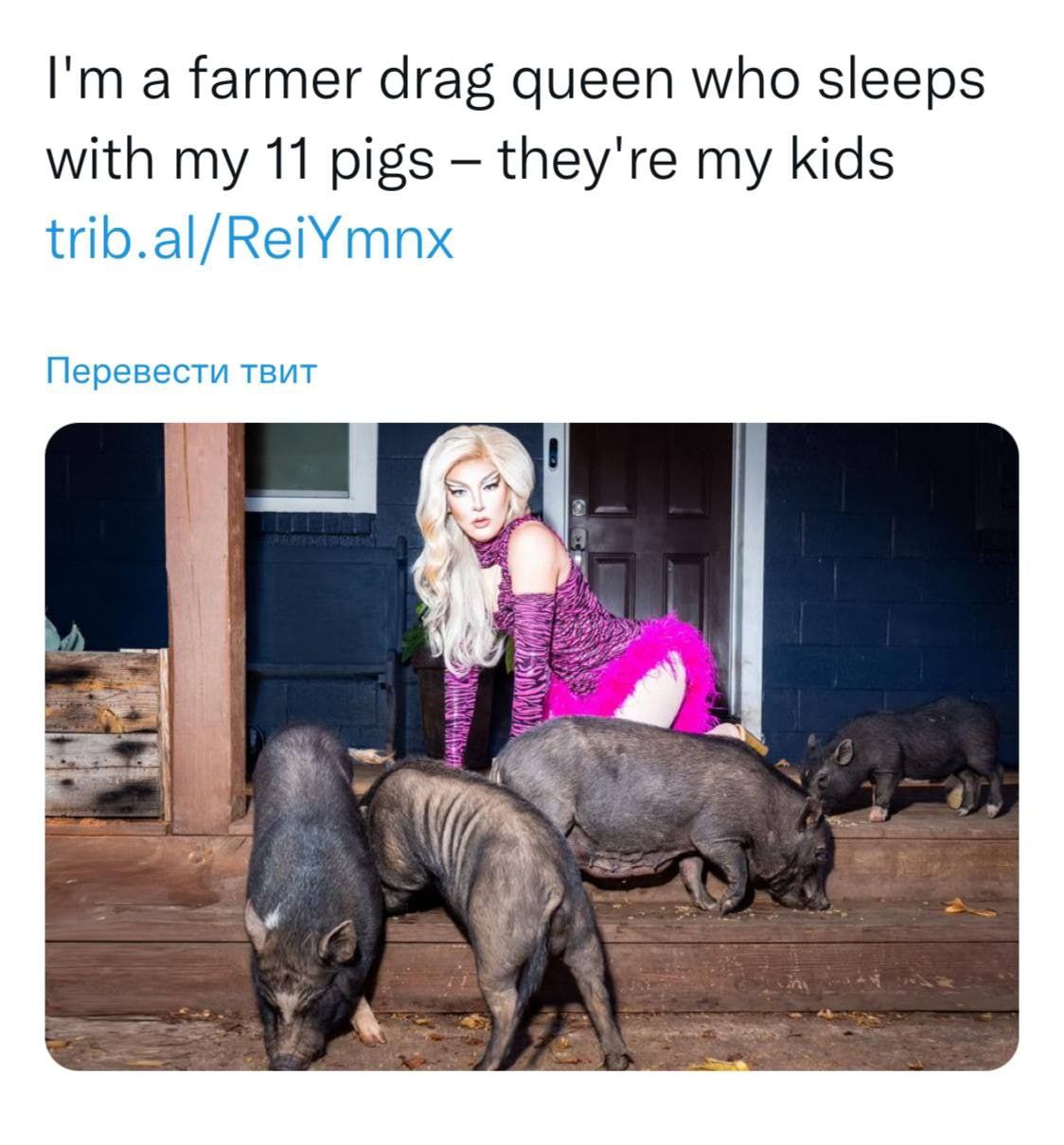 a farmer drag queen who sleeps with my 11 pigs they're my kids trib.al/ReiYmnx Перевести твит С Я