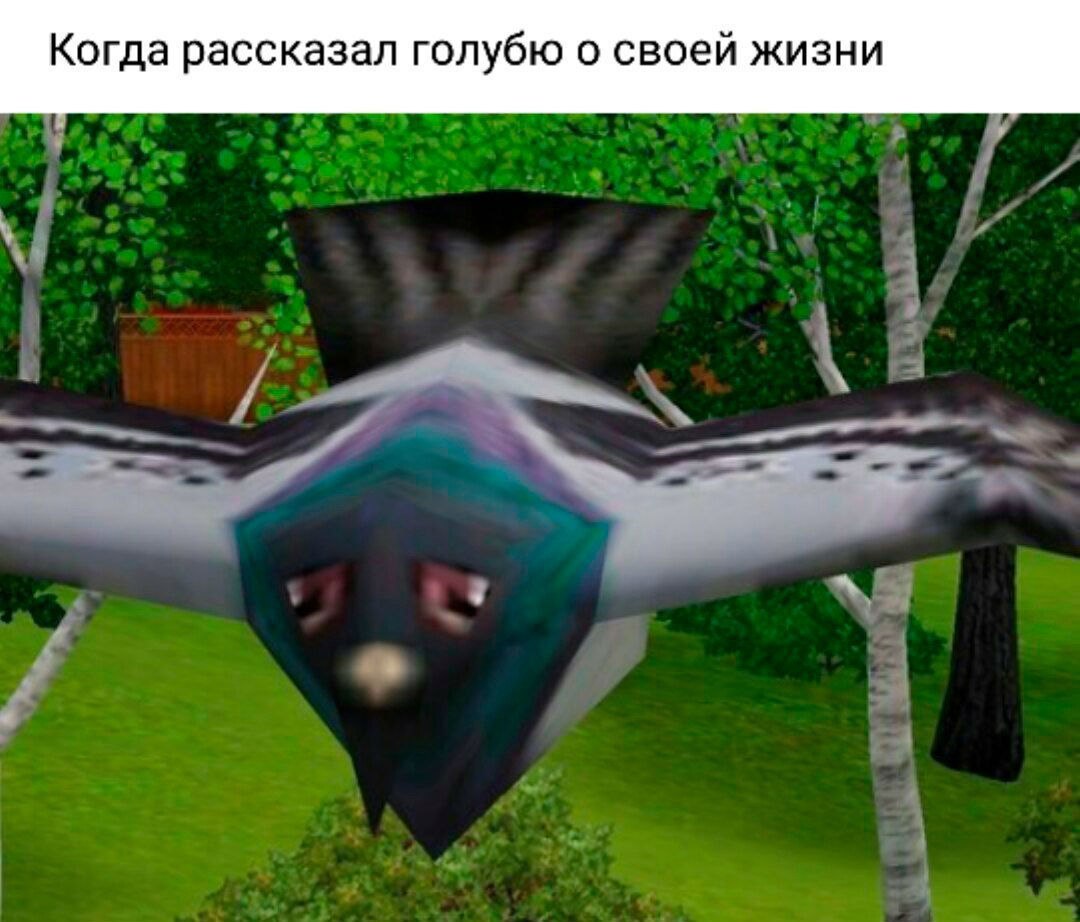 Когда рассказал голубю о своей жизни