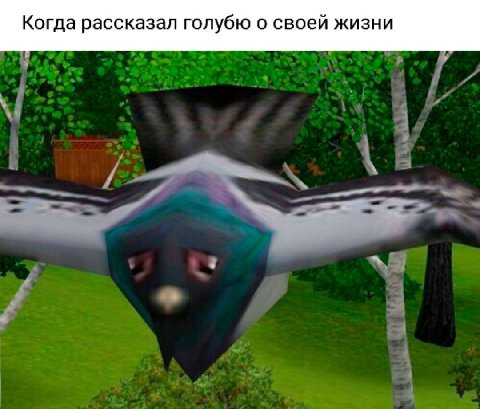Когда рассказал голубю о своей жизни
