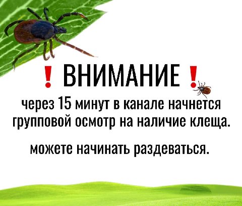 ВНИМАНИЕ через 15 минут в канале начнется групповой осмотр на наличие клеща. можете начинать раздеваться.