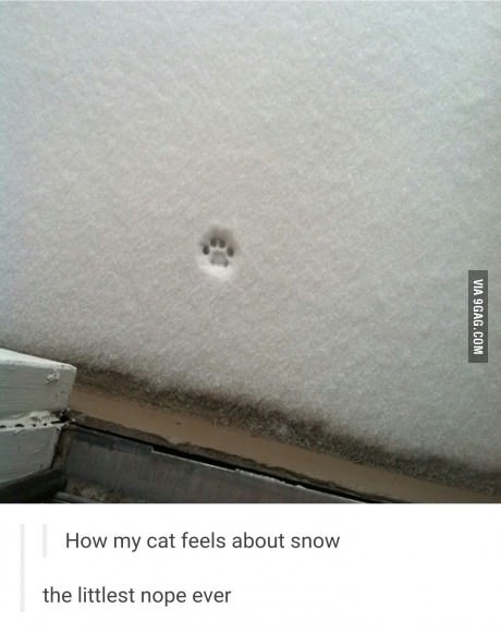 How my cat feels about snow the littlest nope ever