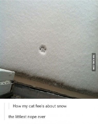 How my cat feels about snow the littlest nope ever