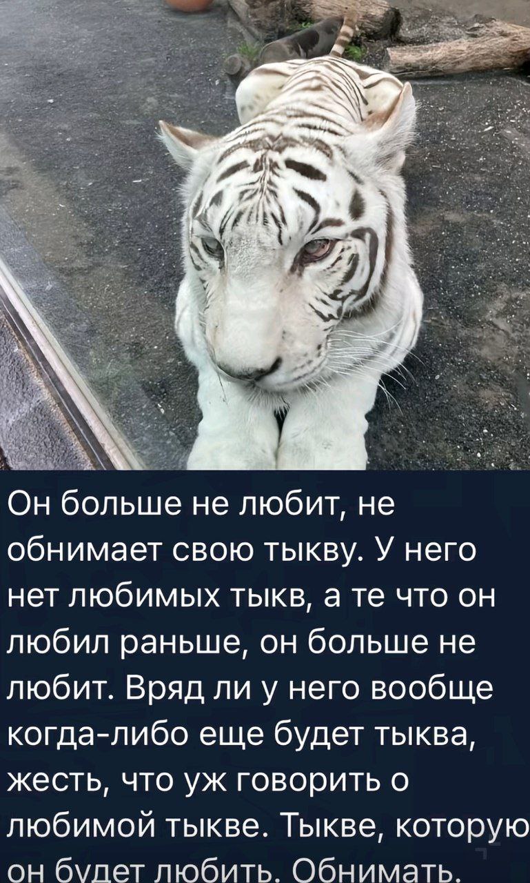 Он больше не любит, не обнимает свою тыкву. У него нет любимых тыкв, а что он любил раньше, он больше не любит. Вряд ли у него вообще когда-либо еще будет тыква, жесть, что говорить о любимой тыкве. Т