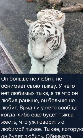 Он больше не любит, не обнимает свою тыкву. У него нет любимых тыкв, а что он любил раньше, он больше не любит. Вряд ли у него вообще когда-либо еще будет тыква, жесть, что говорить о любимой тыкве. Т