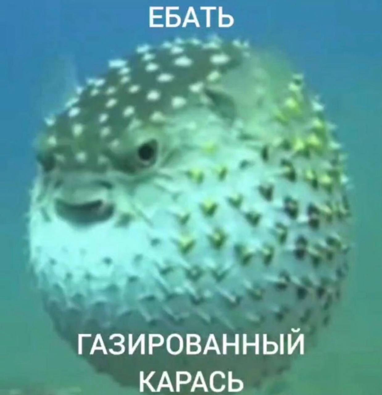 ЕБАТЬ ГАЗИРОВАННЫЙ КАРАСЬ