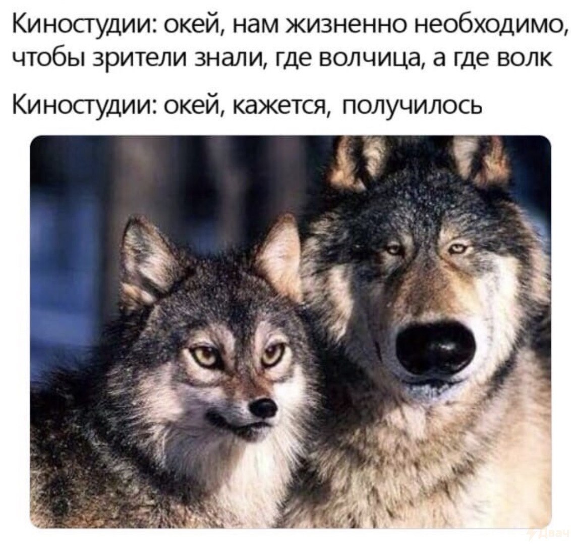 Киностудии: окей, нам жизненно необходимо, чтобы зрители знали, где волчица, а где волк Киностудии: окей, кажется, получилось 7% we