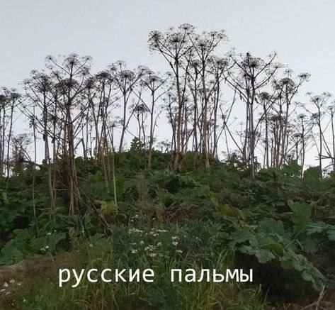 7 ЗАРИ а русские пальмы