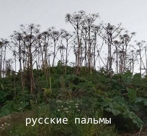 7 ЗАРИ а русские пальмы