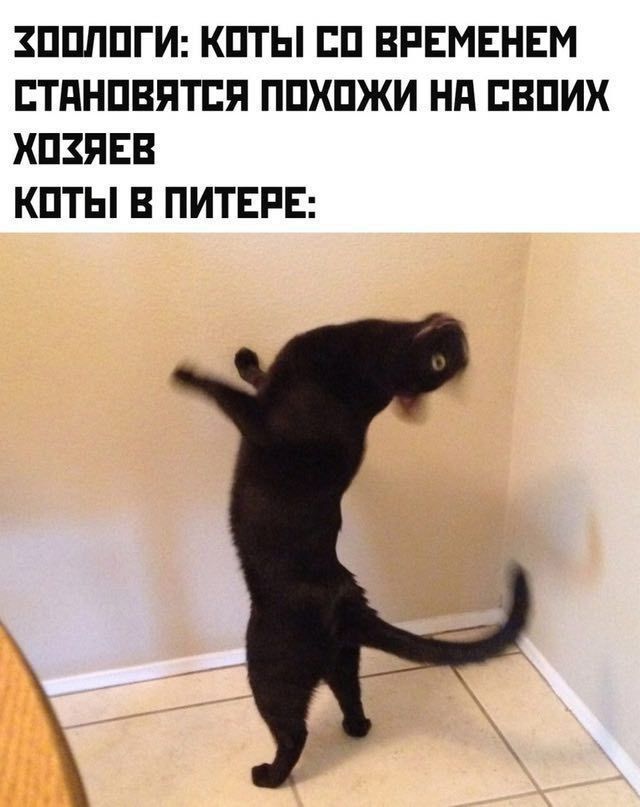 ЗООЛОГИ: КОТЫ ВРЕМЕНЕМ СТАНОВЯТСЯ ПОХОЖИ НА СВОИХ ХОЗЯЕВ КОТЫ! В ПИТЕРЕ: