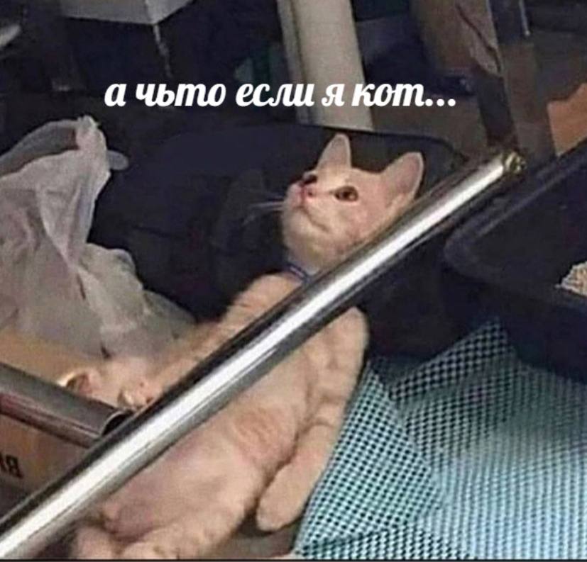 а чьто если я кот... at: