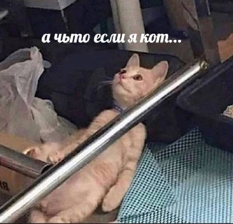 а чьто если я кот... at: