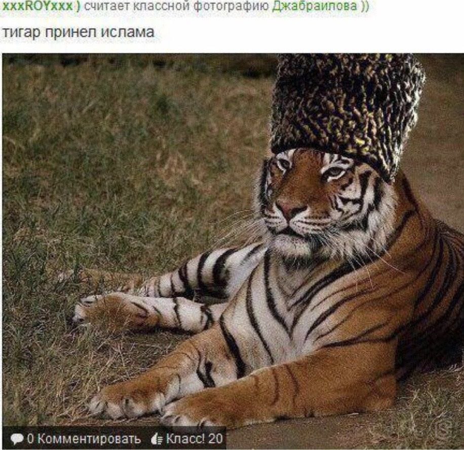 хххКО\ххх.} считает классной фотографию Джабраилова тигар принел ислама 7