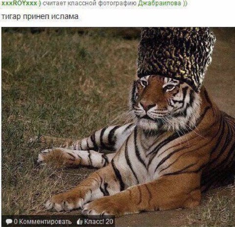 хххКО\ххх.} считает классной фотографию Джабраилова тигар принел ислама 7