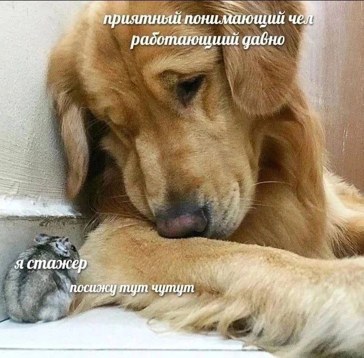 приятныш радотающиий давно я стажер пут чутут