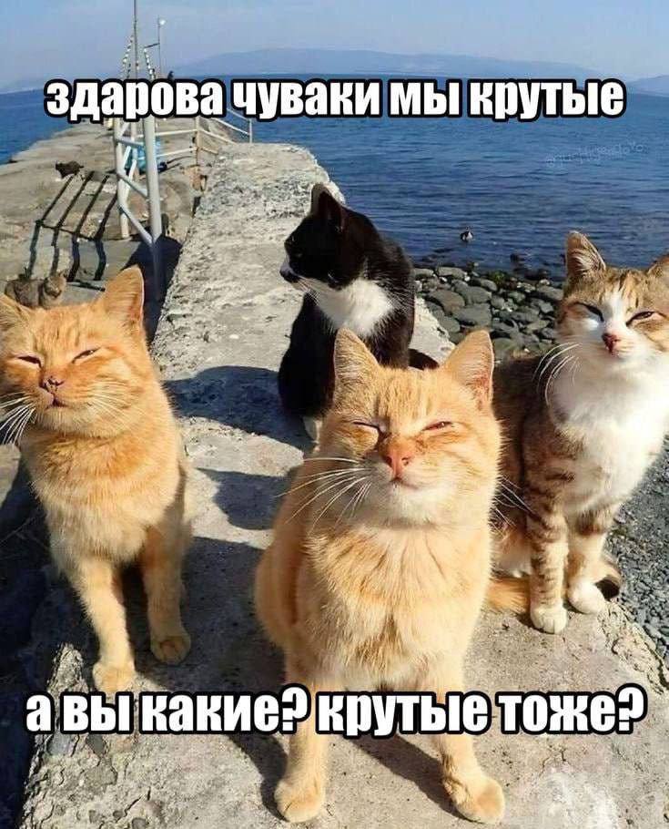 здарова чуваки мы крутые “4 a 4," To 74,