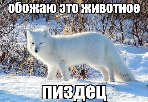 обожаю это животное A у: a} Yor 47 we a я, \3 -4 у а iN it we Cll
