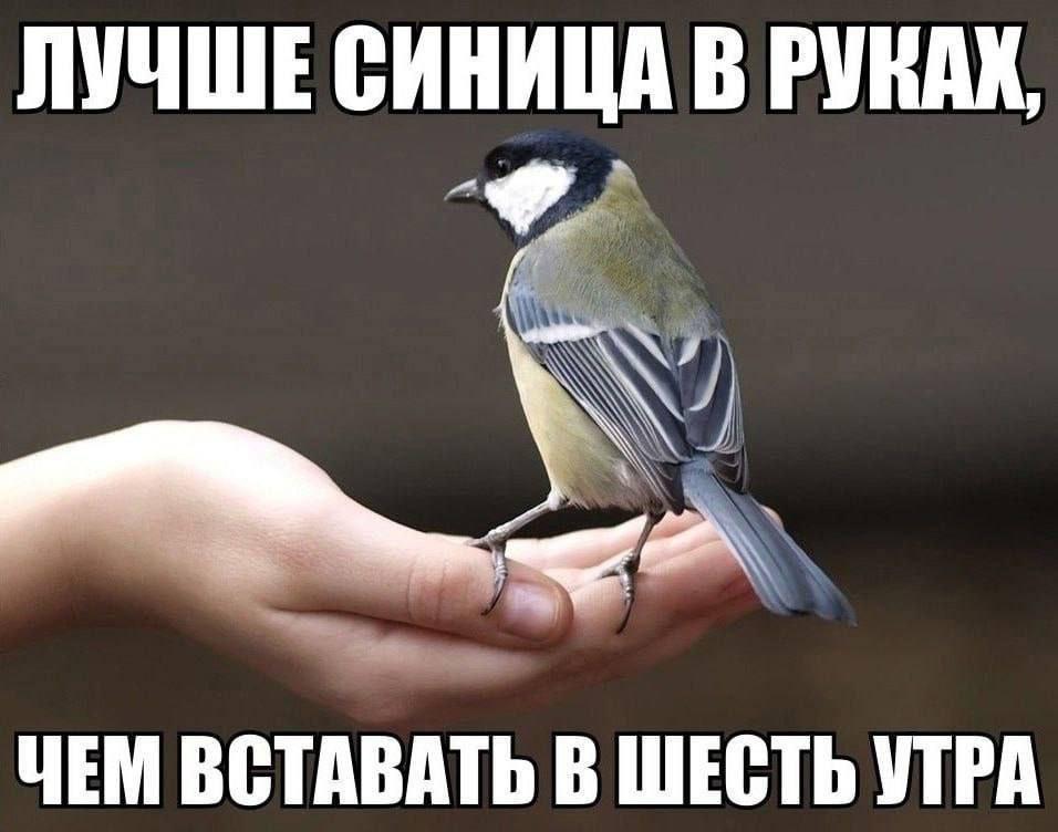 ЛУЧШЕ СИНИЦА В РУКАХ, ЧЕМ ВСТАВАТЬ В ШЕСТЬ УТРА