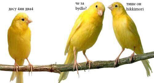 че за тишеон десу два4 bydlo? и