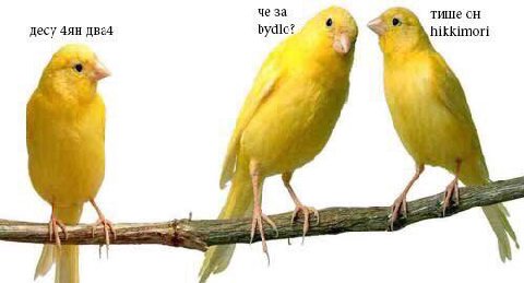 че за тишеон десу два4 bydlo? и