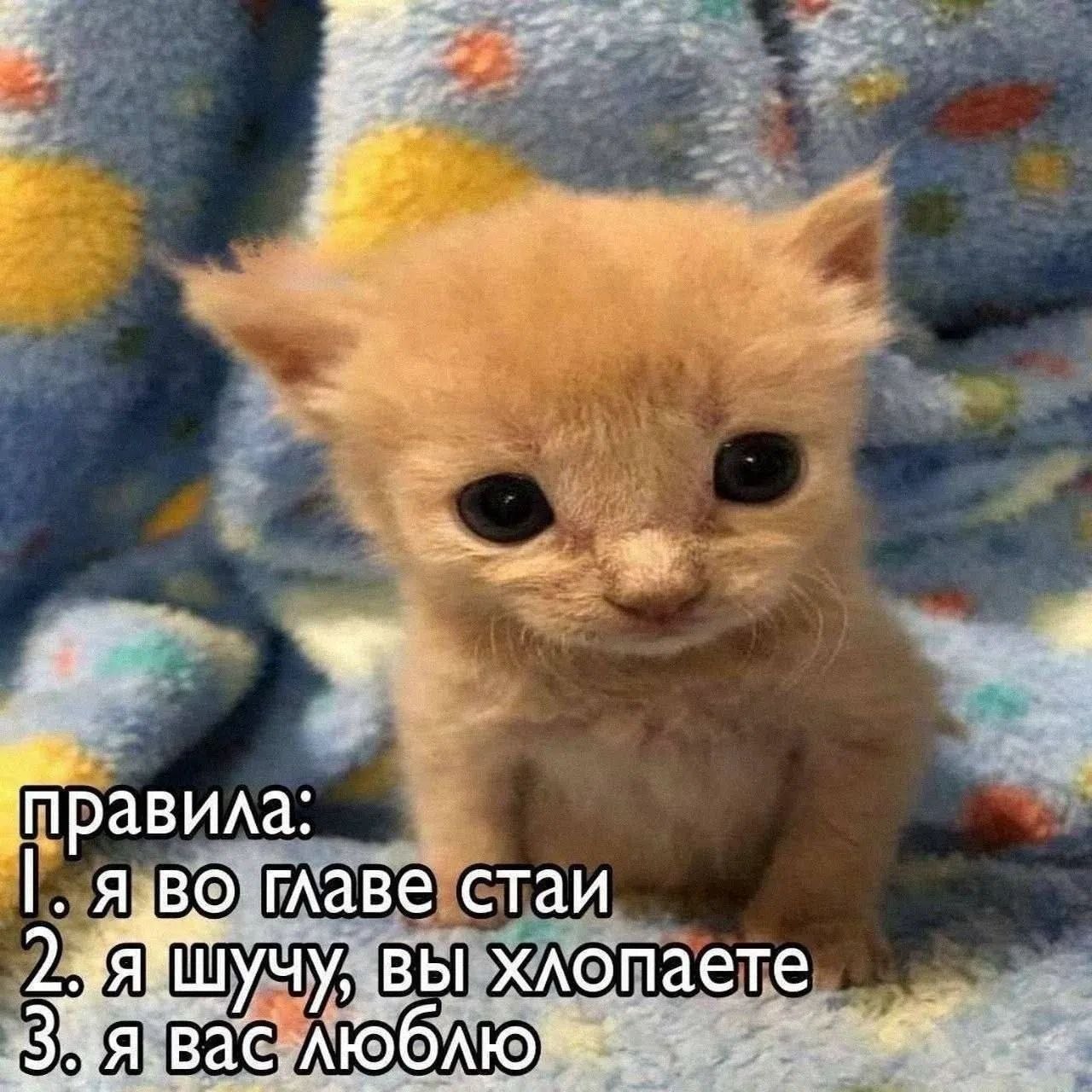 я ила: главе стаи вы хлопаете
