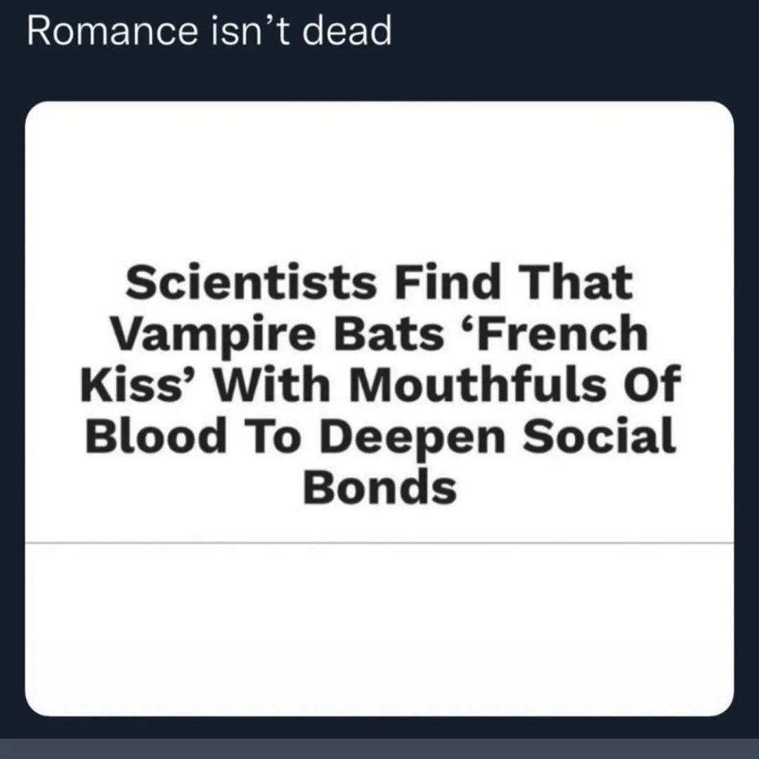 Romance isn’t dead Scientists Find That Vampire Bats ‘French Kiss’ With Mouthfuls Of Blood To Deepen Social Bonds