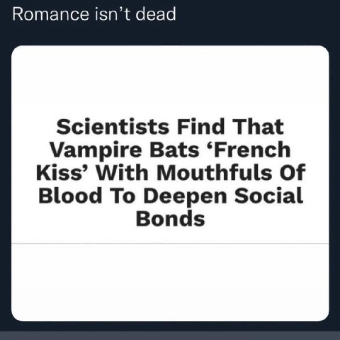 Romance isn’t dead Scientists Find That Vampire Bats ‘French Kiss’ With Mouthfuls Of Blood To Deepen Social Bonds
