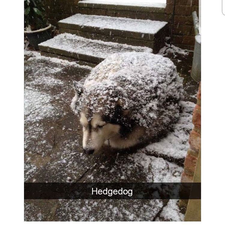 tang Hedge dog.