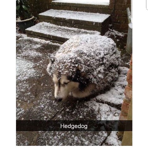 tang Hedge dog.