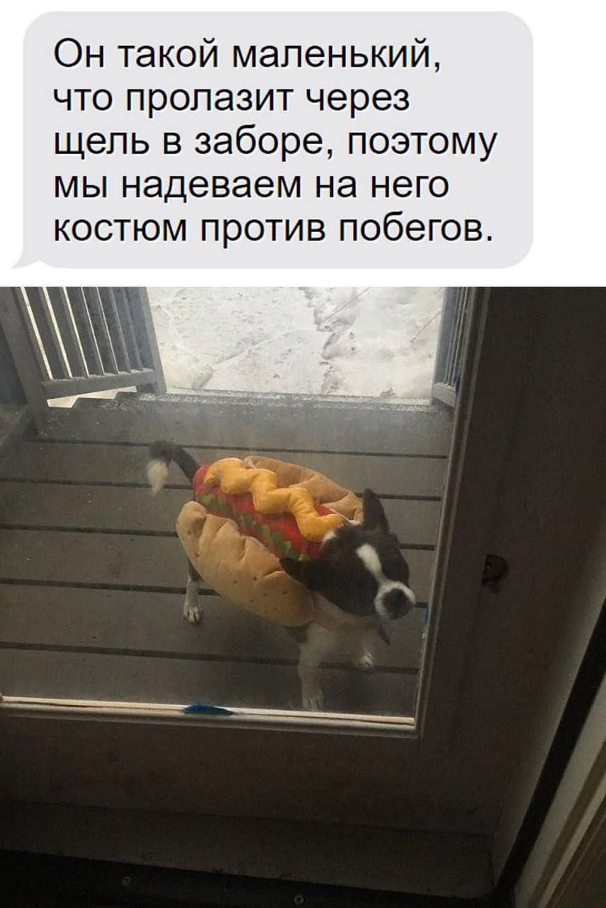 Он такой маленький, что пролазит через щель в заборе, поэтому мы надеваем на него костюм против побегов. 1