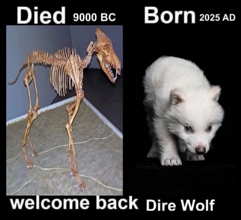 Born 2025 Died welcome back Dire Wolf