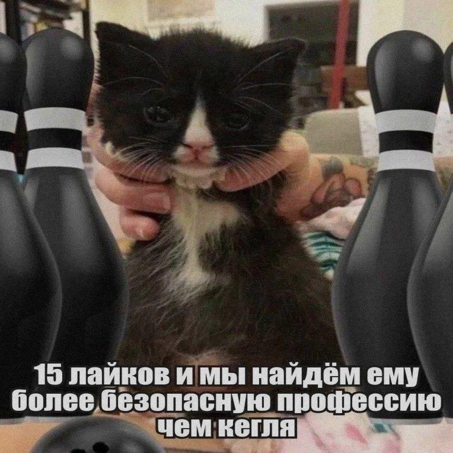 15 лаиков и мы найдём ему более безопасную профессию чем
