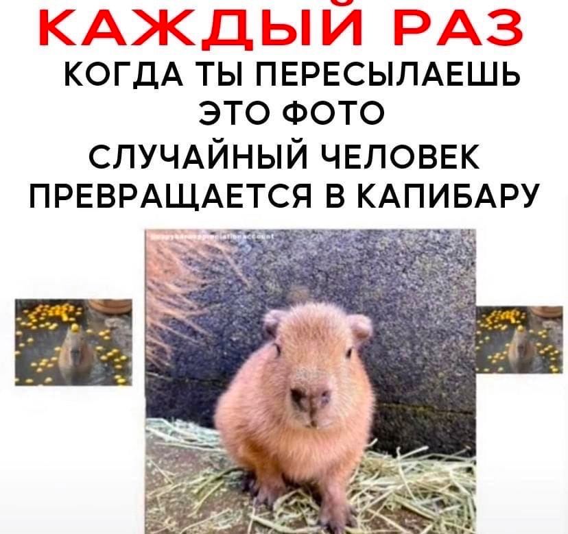 КАЖДЫЙ PAS КОГДА ТЫ ПЕРЕСЫЛАЕШЬ ЭТО ФОТО СЛУЧАЙНЫЙ ЧЕЛОВЕК ПРЕВРАЩАЕТСЯ В КАПИБАРУ