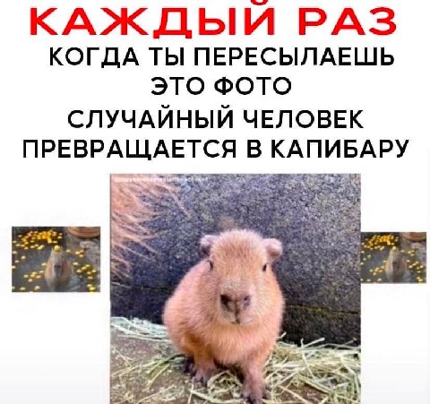 КАЖДЫЙ PAS КОГДА ТЫ ПЕРЕСЫЛАЕШЬ ЭТО ФОТО СЛУЧАЙНЫЙ ЧЕЛОВЕК ПРЕВРАЩАЕТСЯ В КАПИБАРУ