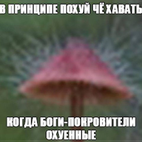В ПРИНЦИПЕ ПОХУН ЧЕХАВАТЬ КОГДА БОГИ-ПОКРОВИТЕЛИ ОХУЕННЫЕ