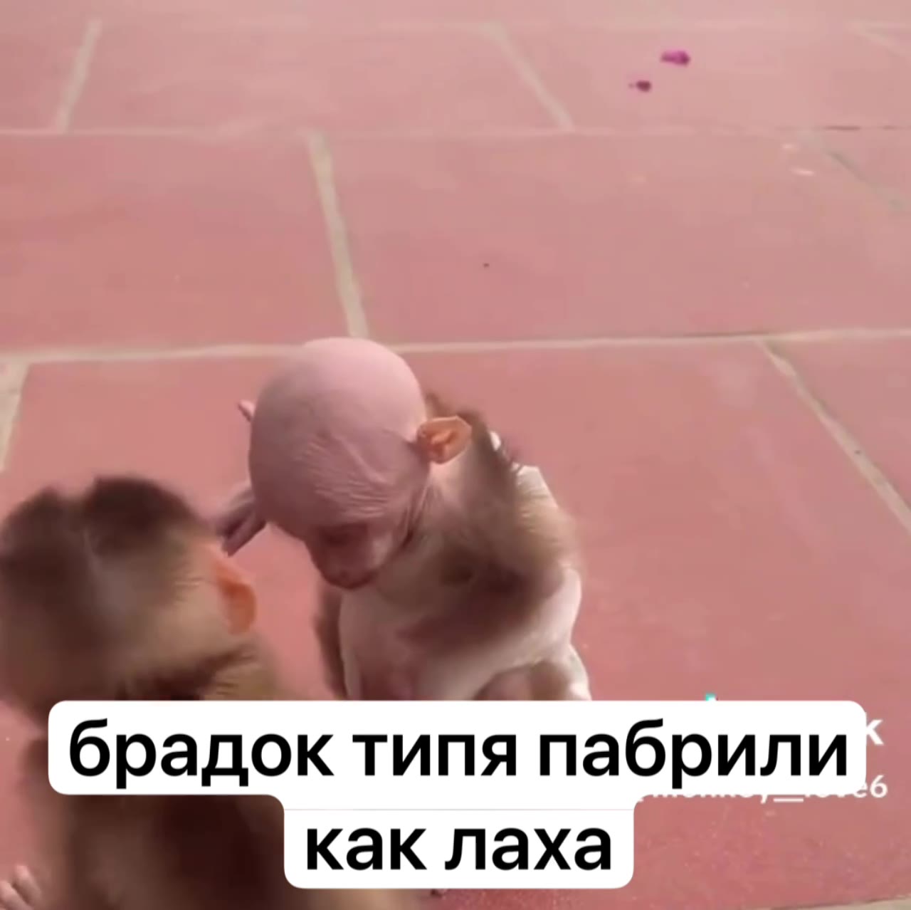 брадок типя пабрили