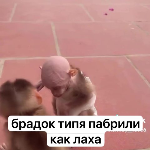брадок типя пабрили