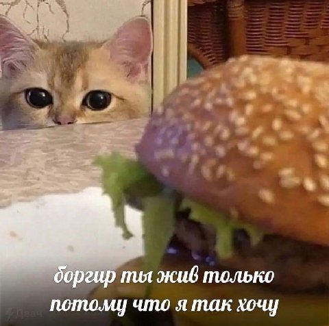 боргир mot жив только потому что я так хочу