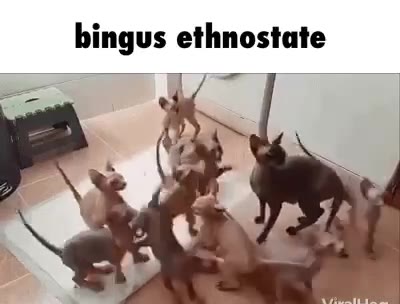 bingus ethnostate
