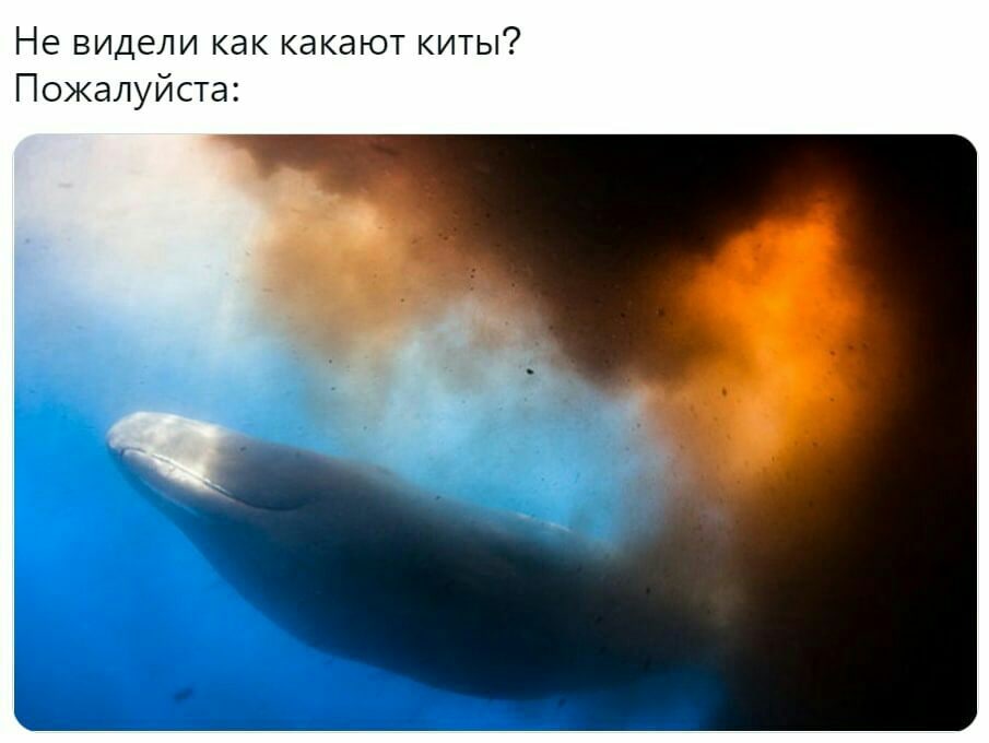 Не видели как какают киты? Пожалуйста: