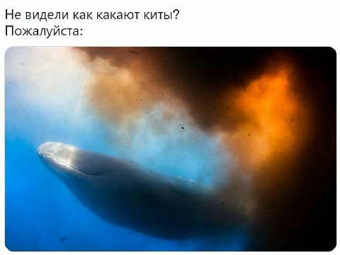Не видели как какают киты? Пожалуйста: